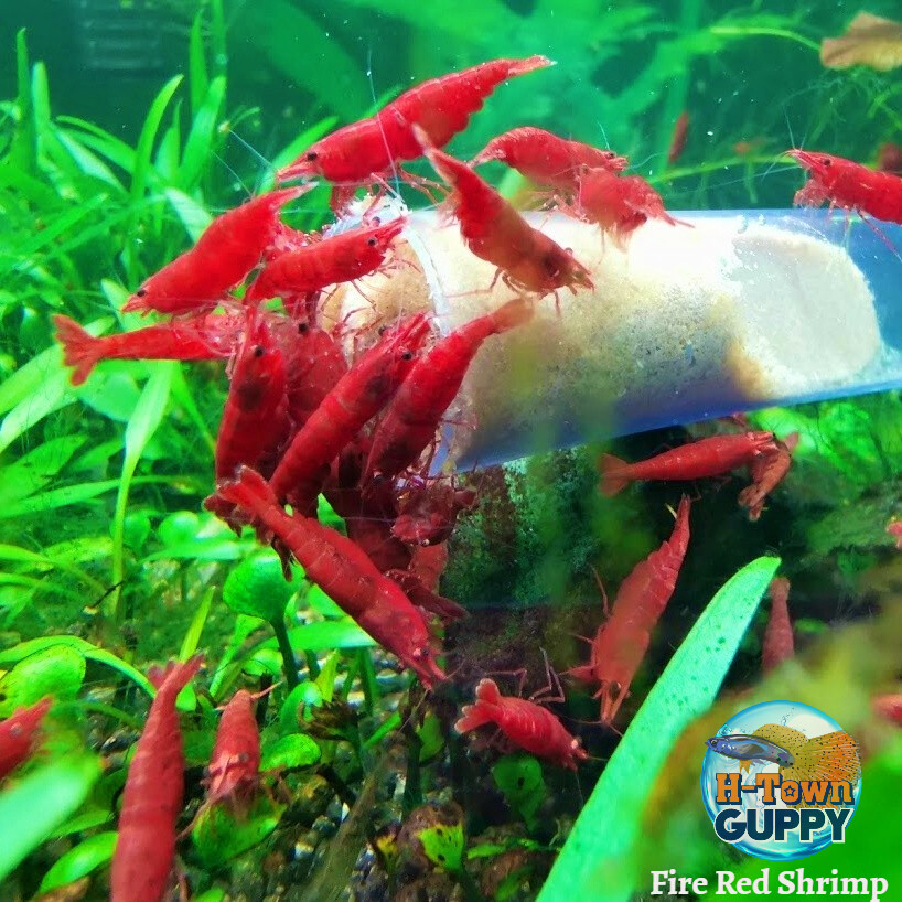 10+1 Fire Red Cherry – Freshwater Neocaridina Aquarium Shrimp. Live Guarantee
