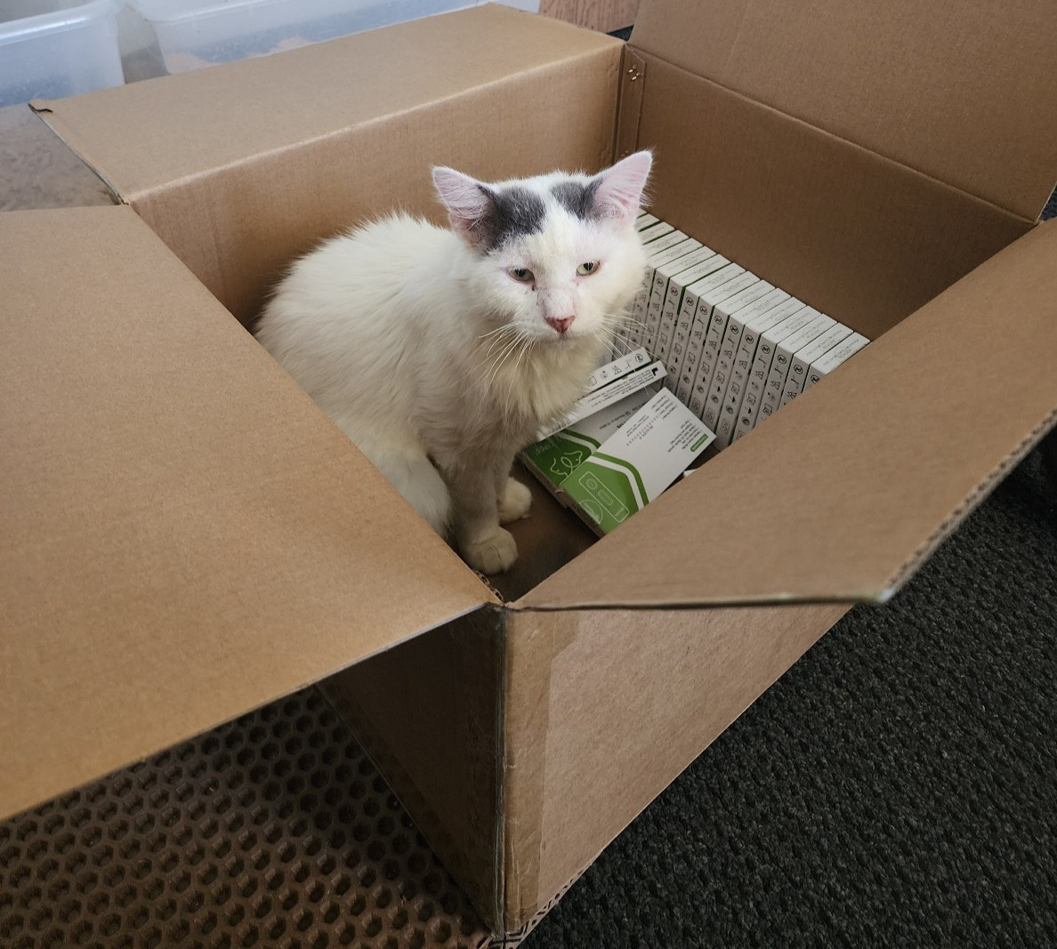 Cat SNAP Combo Test Feline Immunodeficiency(FIV) Leukemia( FeLV) kit