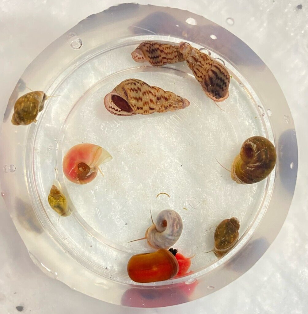 Ramshron/ Snail Trump Snail/ Pond Snail Designer Live Snails Freshwater Aquarium