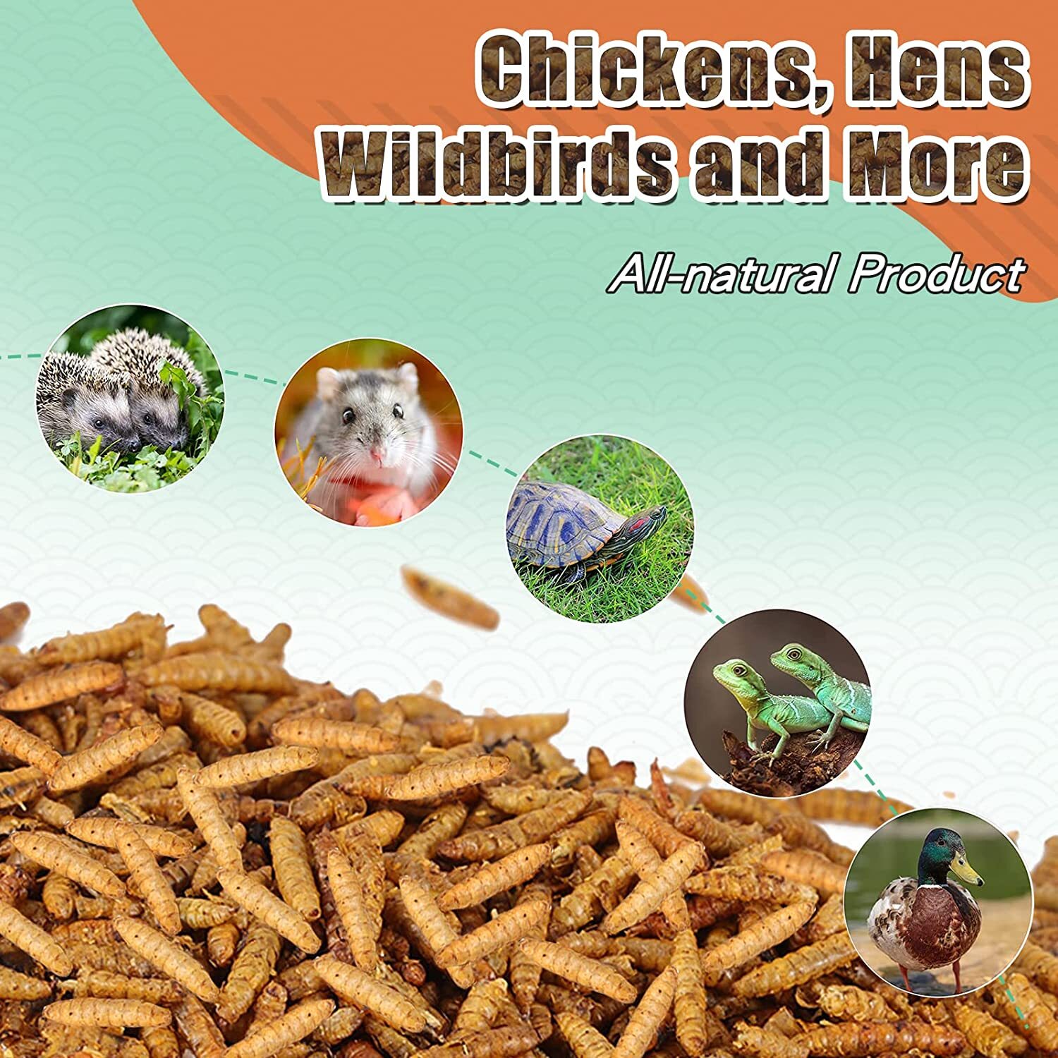 Bulk Premium Dried Black Soldier Fly Larvae Mealworm for Chicken HighCalcium LOT