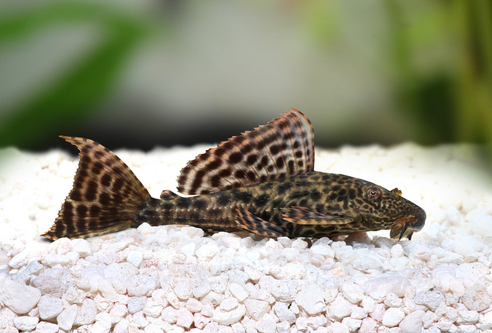 SUPER PLECO FOOD MIX ,Krill,Spirulina,Brine Shrimp,Veggie,Bottom Feeders,16BS1