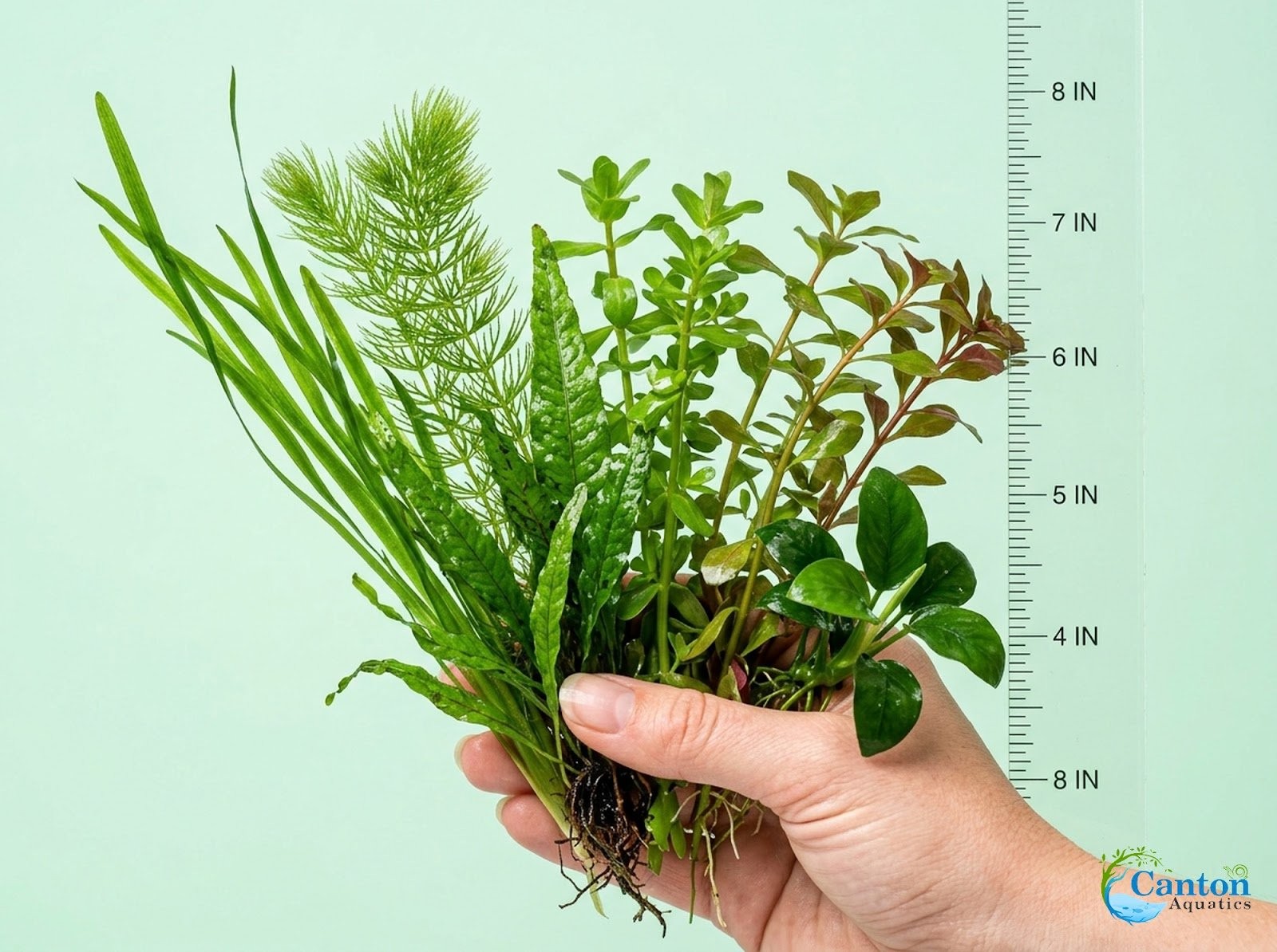 Beginner 10 Aquarium Live Plants Bundle Pack (10 Plants) Live Aquarium Plants