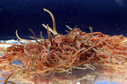 live blackworm daphnia plant bacteria starter