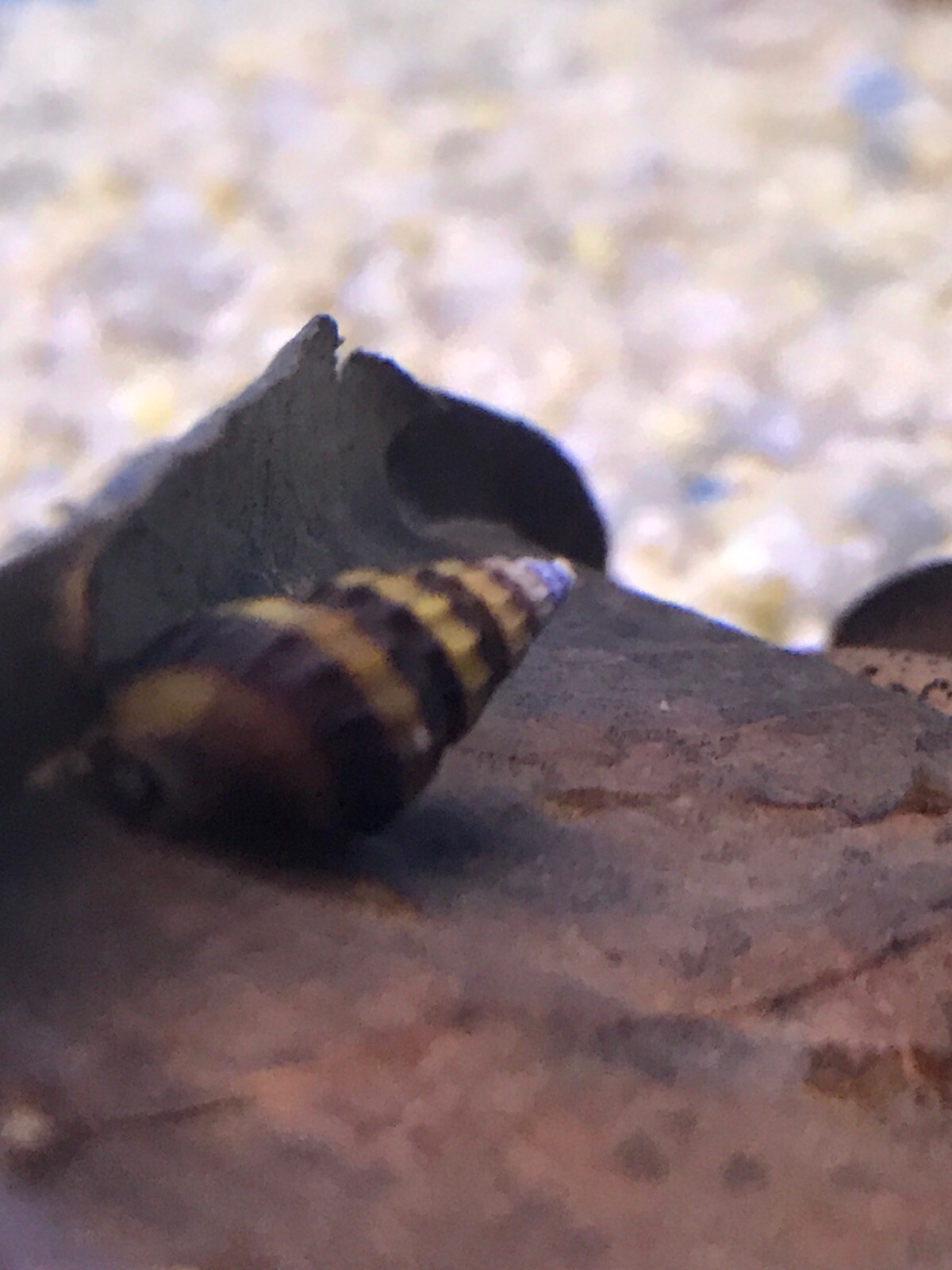 50 (+3 DOA) 1.0 – 2.0 cm Assassin Snails (Heat Pack Included)