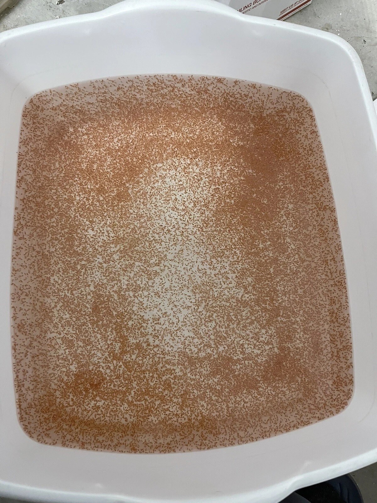 live blackworm daphnia plant bacteria starter