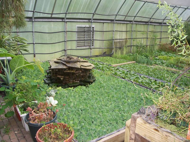 50,HELEN’S,WATER,LETTUCE,100%,ORGANIC,GROWN,LICENSED,WATER,POND,FLOATING,PLANTS