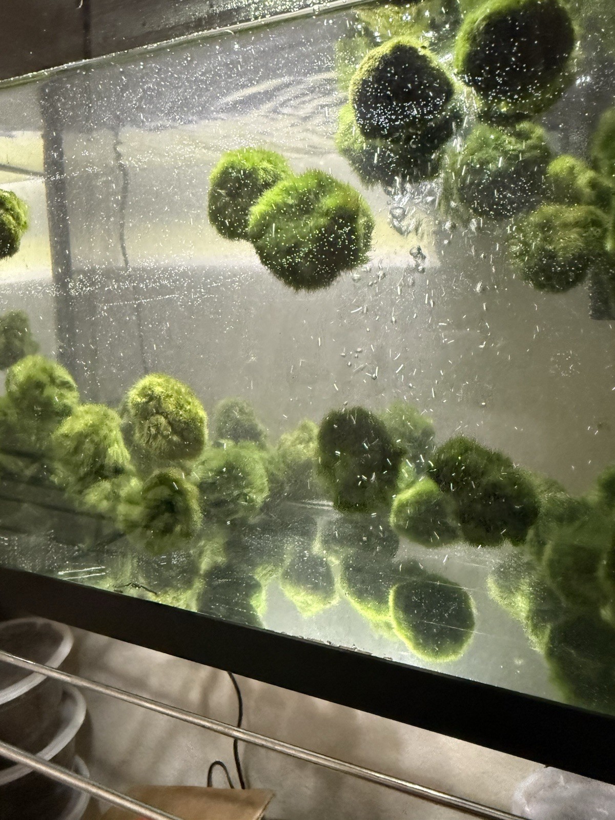 3 Marimo Moss Balls 1.25inch-1.75inch Live Plant Aquarium Tank USA SELLER FAST
