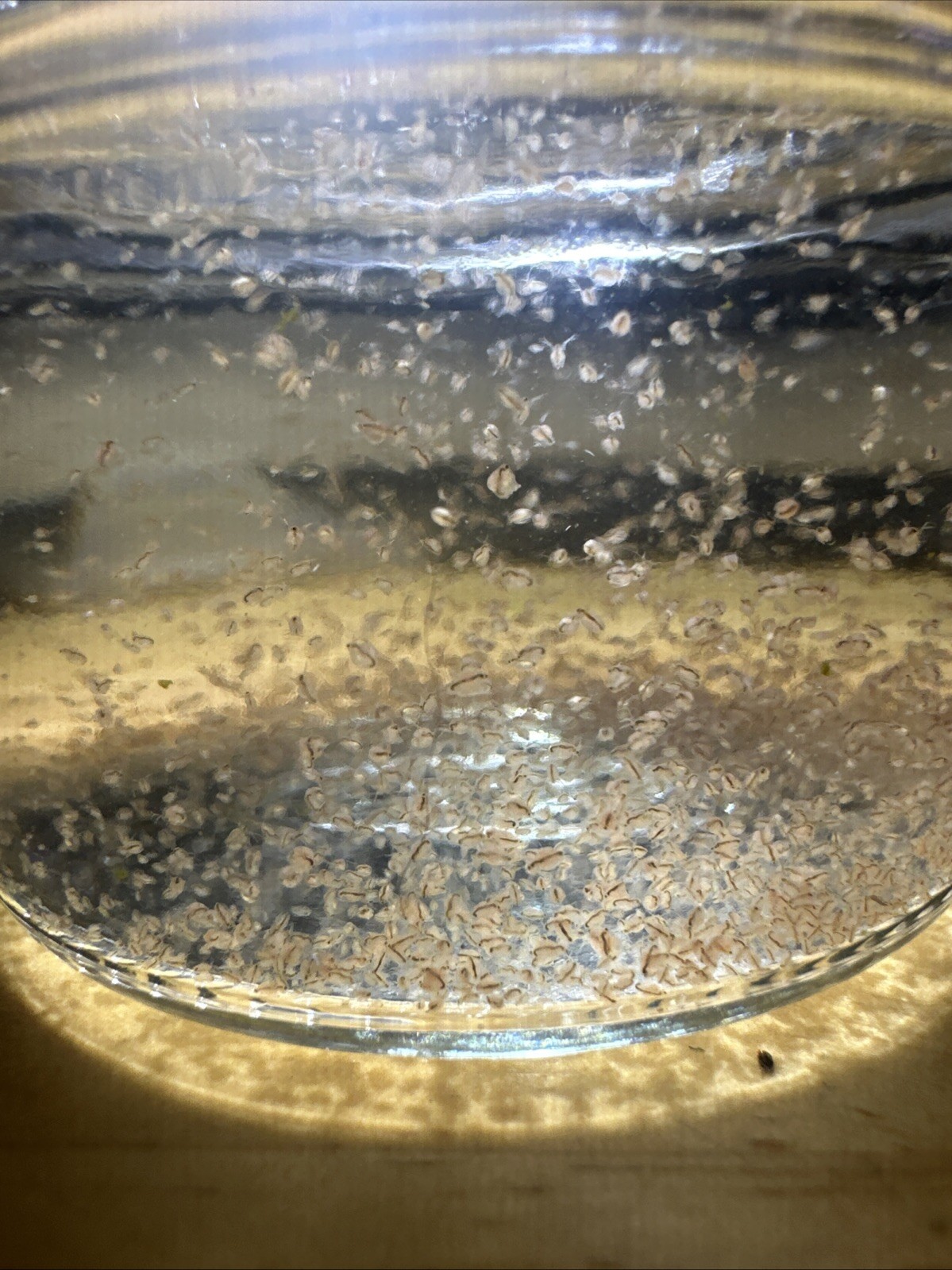Daphnia Moina Live Culture 4 oz Glass Jar with Lid Fresh Water Live Fish Food