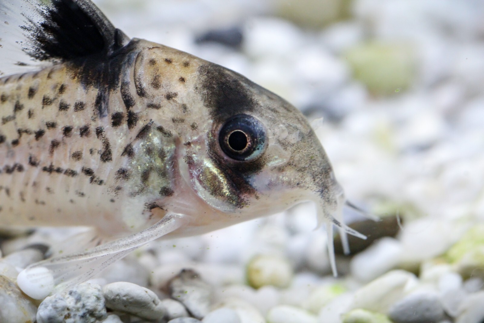 Ultra Bottom Feeder Food Mix Shrimp/Worm Wafers Catfish Pleco Loaches ABF442