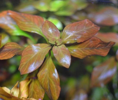 50 red ludwigia live aquarium plants aquascaping planted tank pond easy beginner