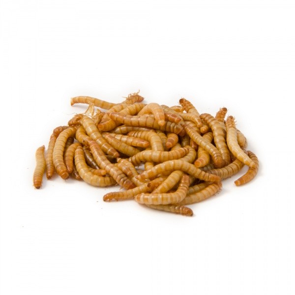 2,500 Live Medium High Quality Mealworms ORGANICALLY Raised in the (PNW)