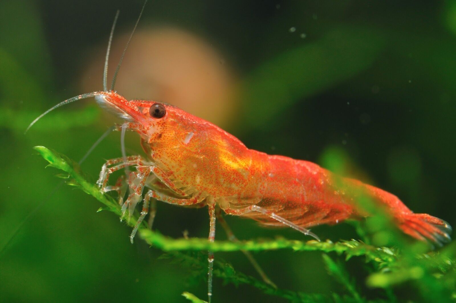 FRESHWATER SHRIMP,SNAIL FOOD,CRAYFISH GROWTH BITS,Snails,Bottom Feeders,142S
