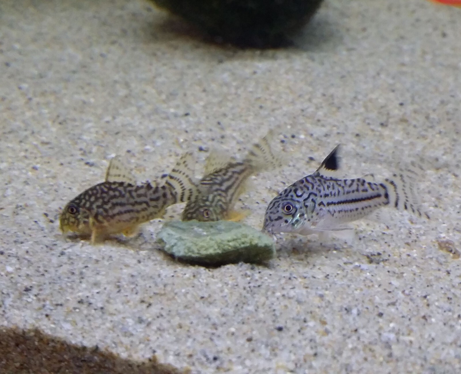 45-lbs Ultra Multi-Worm Sinking Wafers, Plecos, Shrimp, Snails, all Tropicals.