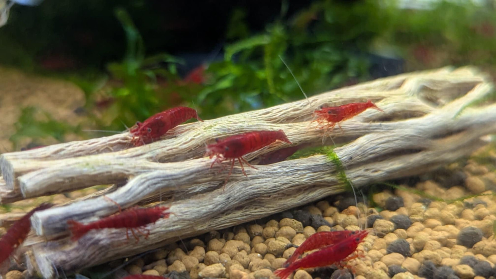 Fire Red Neocaridina Shrimp 10+ Freshwater USA SELLER FREE SHIPPING