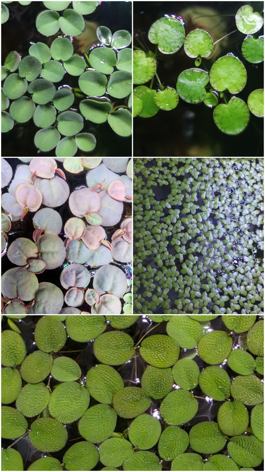 B2G1 Floating Aquatic Plant Combo Pack-RR Floaters,Tiger Frogbit,Salvinia Minima