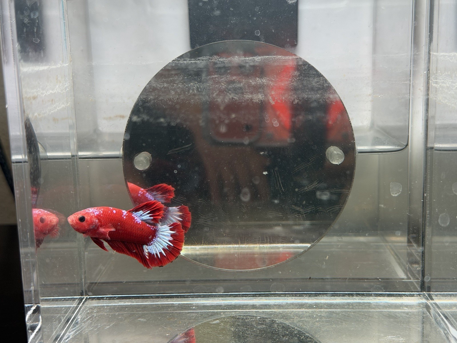 Live Male Betta Fish Red & White Freshwater Tropical – Beginner, Aggressive