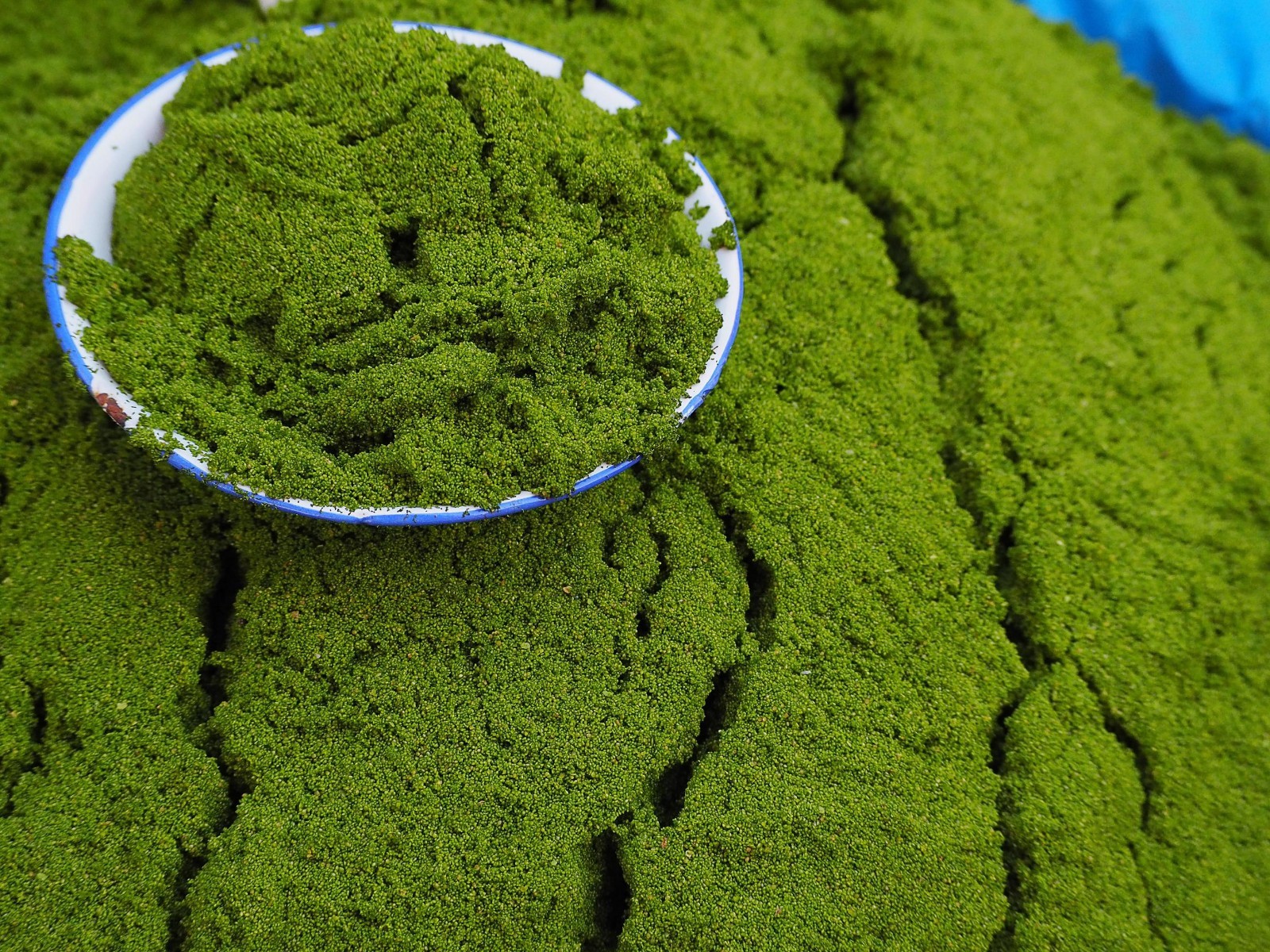 Wolffia Globosa, Worlds smallest flowering Floating plant, Micro Aquarium. Easy