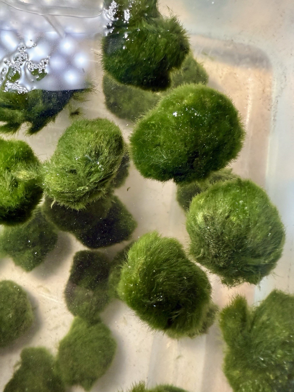 3 Marimo Moss Balls 1.25inch-1.75inch Live Plant Aquarium Tank USA SELLER FAST