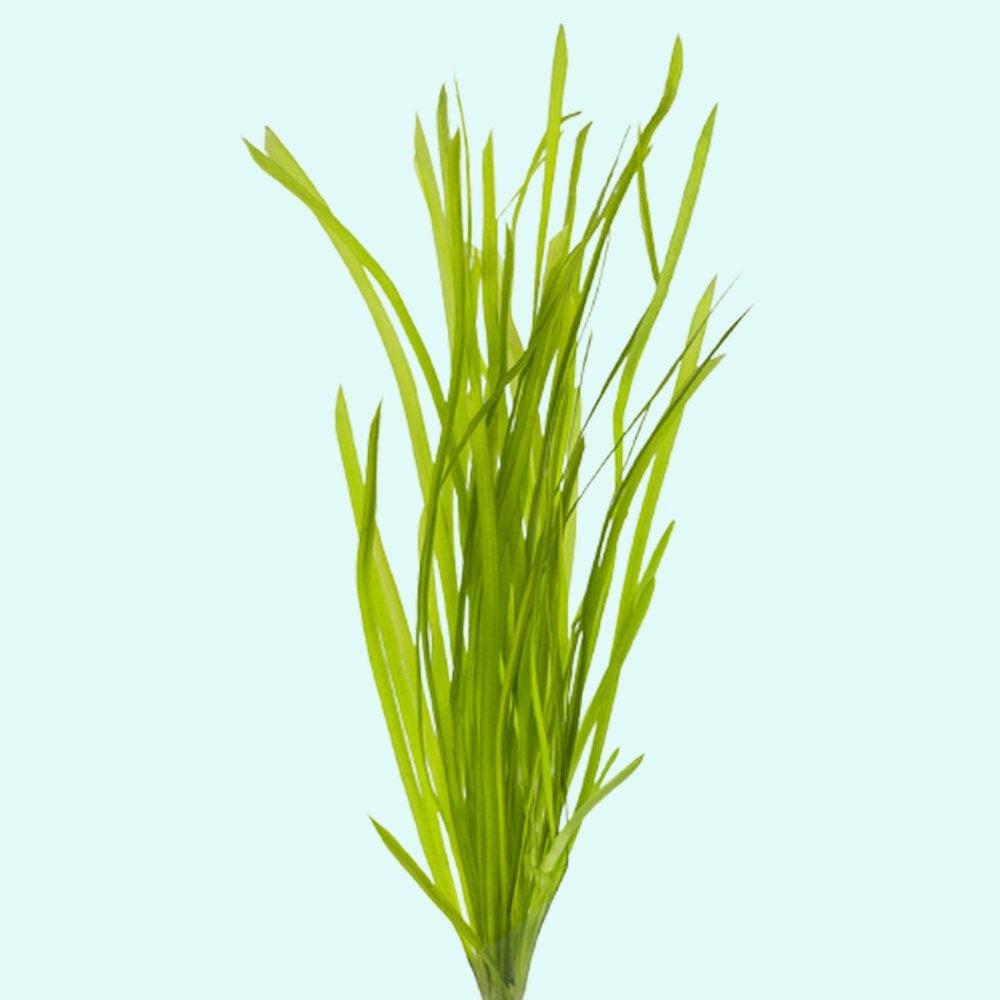 Vallisneria Spiralis “Italian” – 2 Live Aquarium Plants (B2G1)