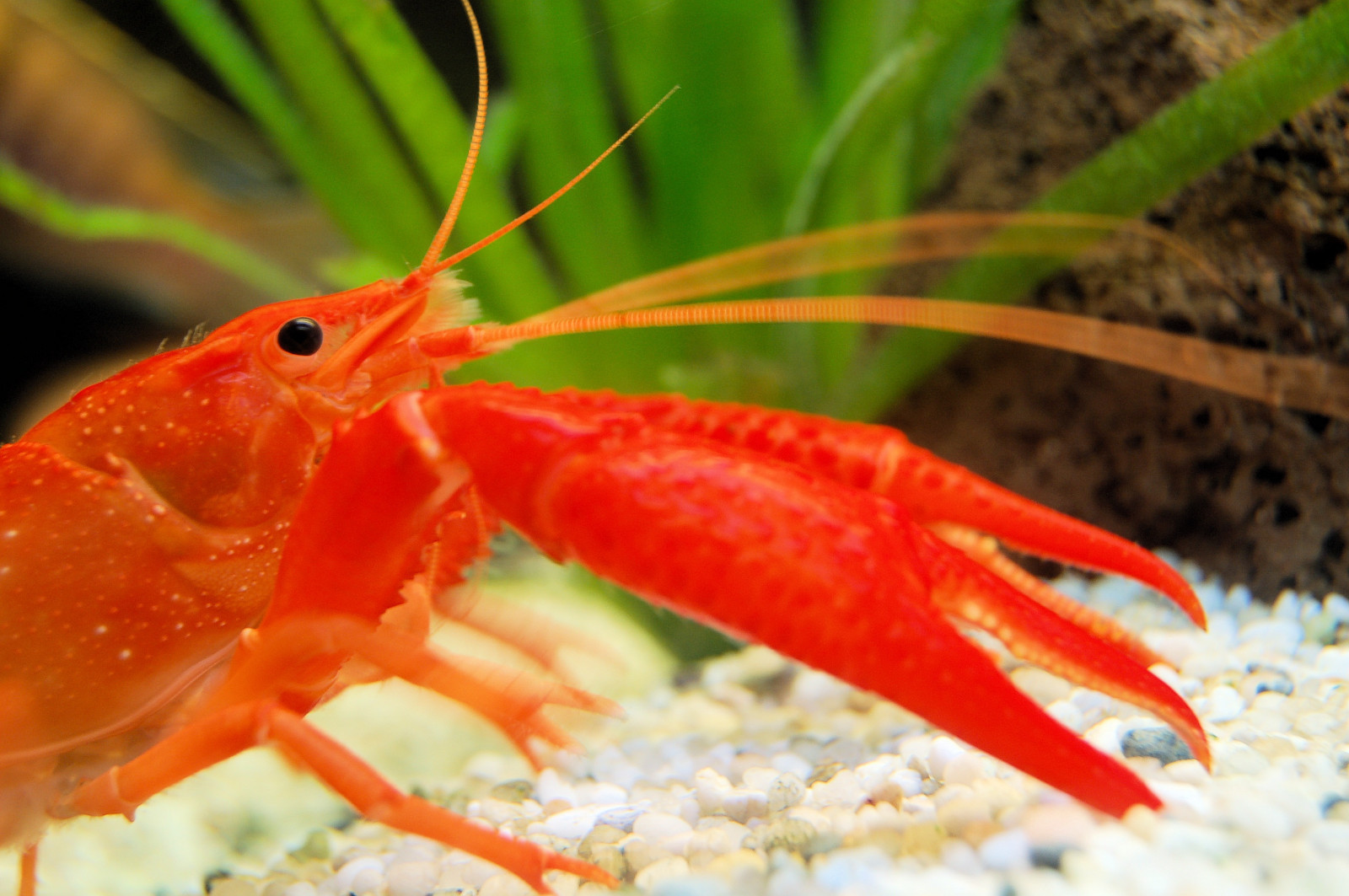 SUPER PLECO FOOD MIX ,Krill,Spirulina,Brine Shrimp,Veggie,Bottom Feeders,16BS1