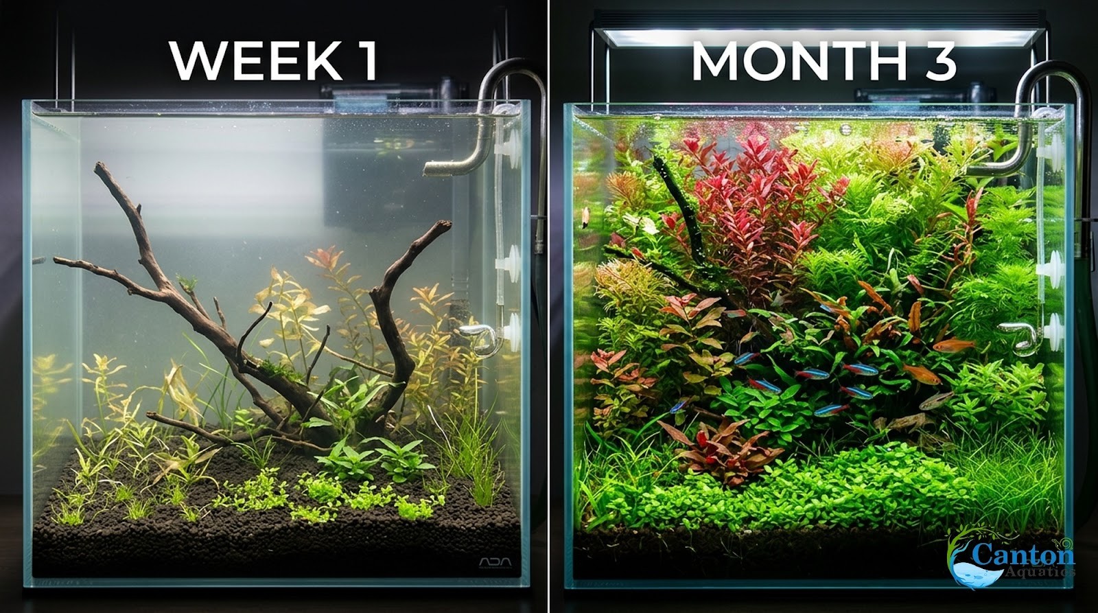 Beginner 10 Aquarium Live Plants Bundle Pack (10 Plants)
