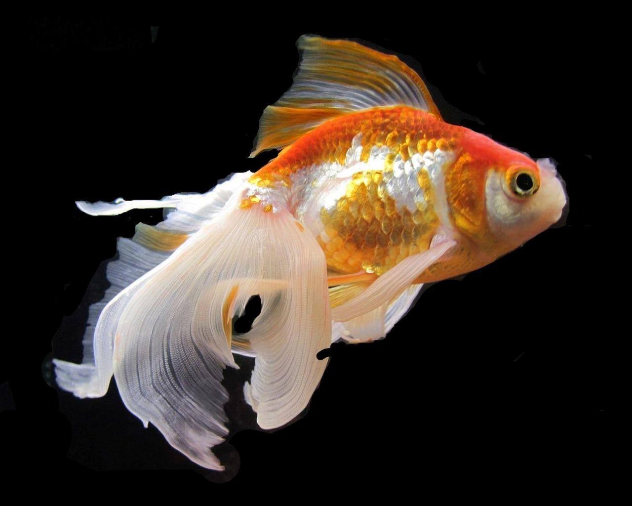 PREMIUM GOLDFISH FLAKE FOOD!! – TOP SHELF – PERFECT FOR KOI AND GOLDFISH!!! AFI