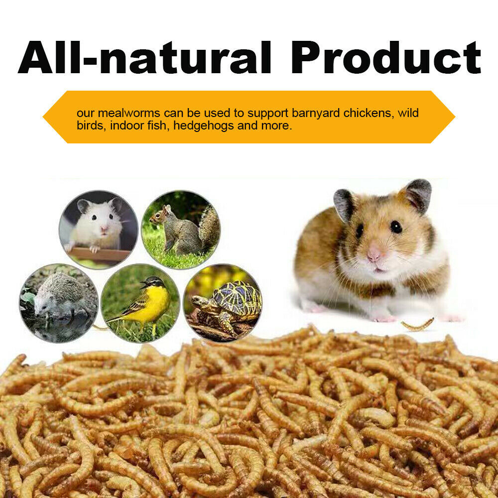Bulk Dried Mealworms for Wild Blue Birds Hen Reptile Treats Non-GMO LOT