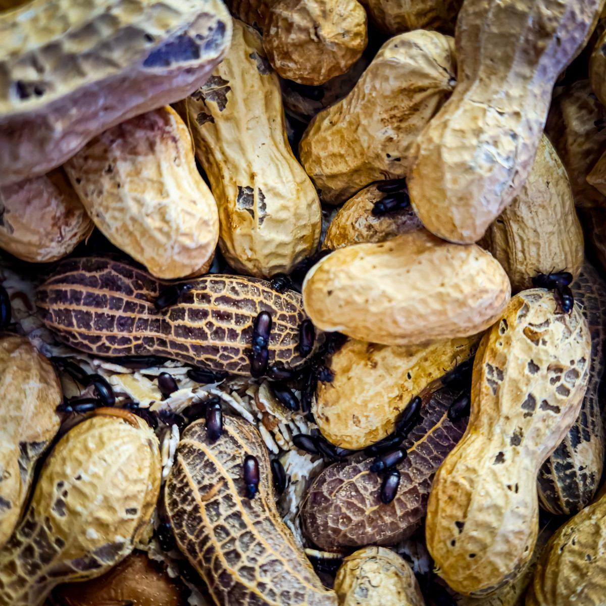✨Peanut Beetle Culture 🥜 Starter colony of live food for fish, frogs, geckos, +
