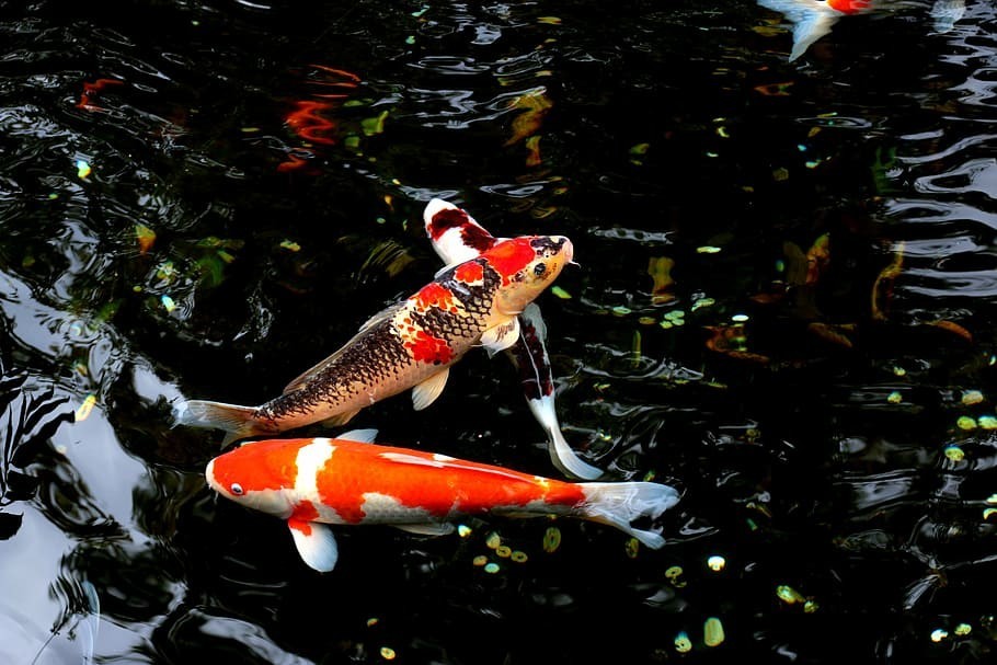 Goldfish & Pond Flakes, FREE Pellets & Wafers Included.