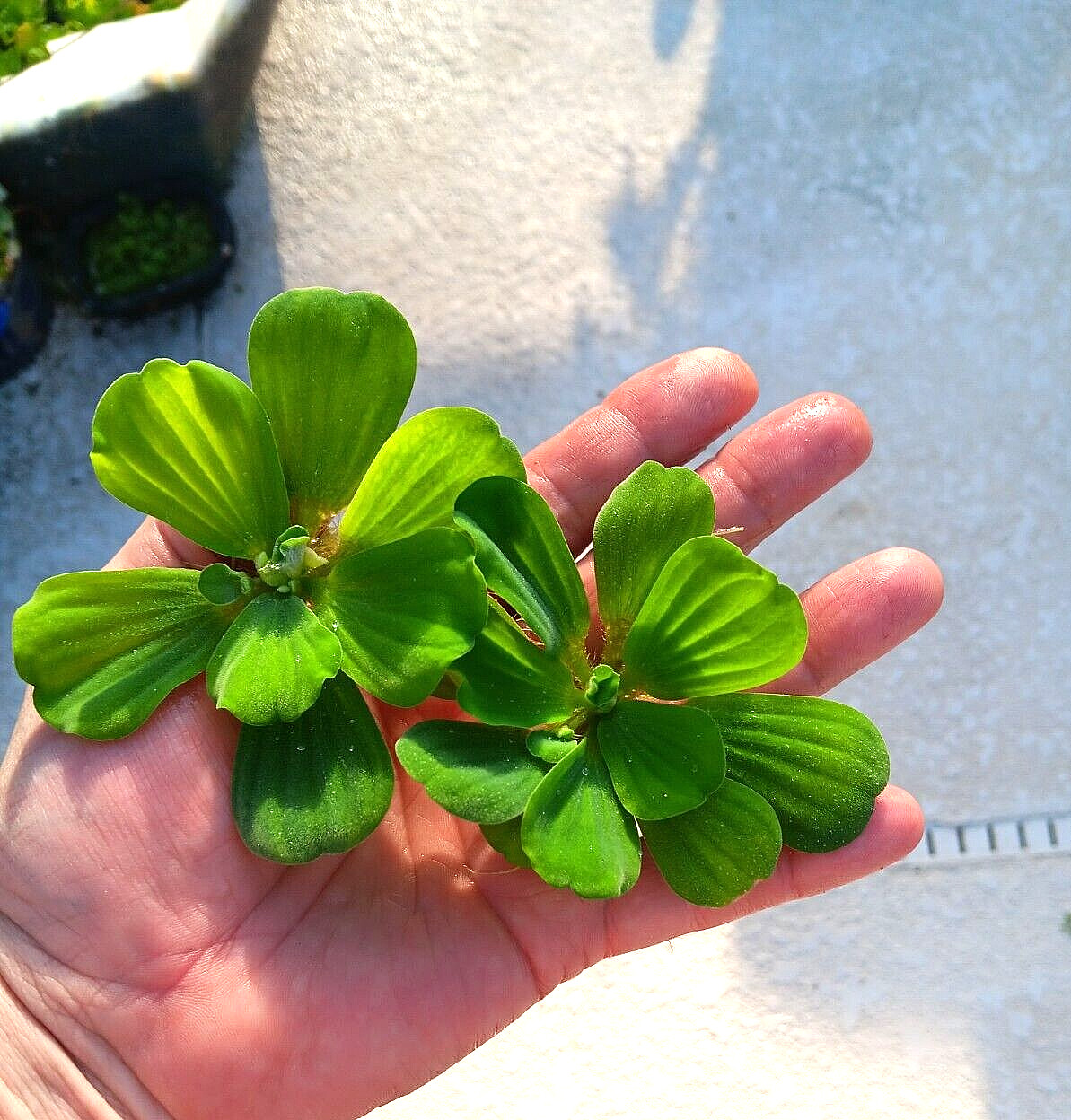 5 Water Lettuce Pond Plants MEDIUM Live Plant Floating,NO FLORIDA,READ BELOW