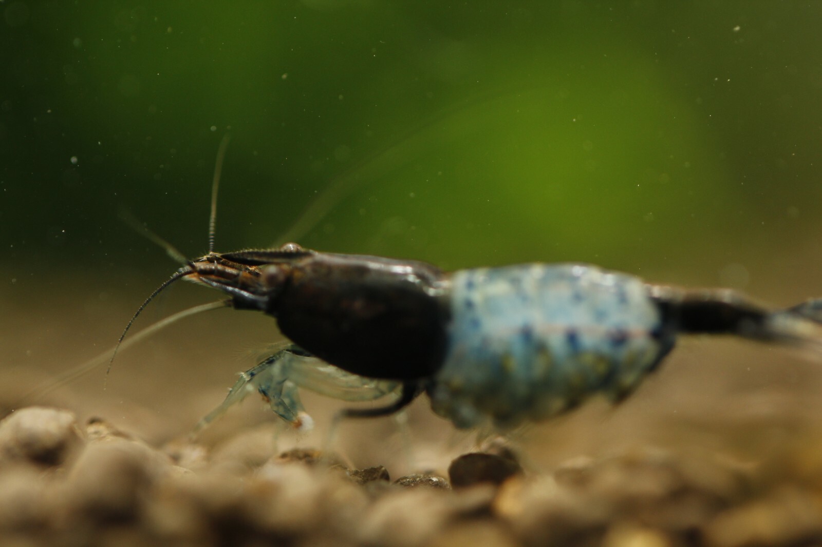 20+2 Blue Carbon Rili – Freshwater Neocaridina Aquarium Shrimp. Live Guarantee