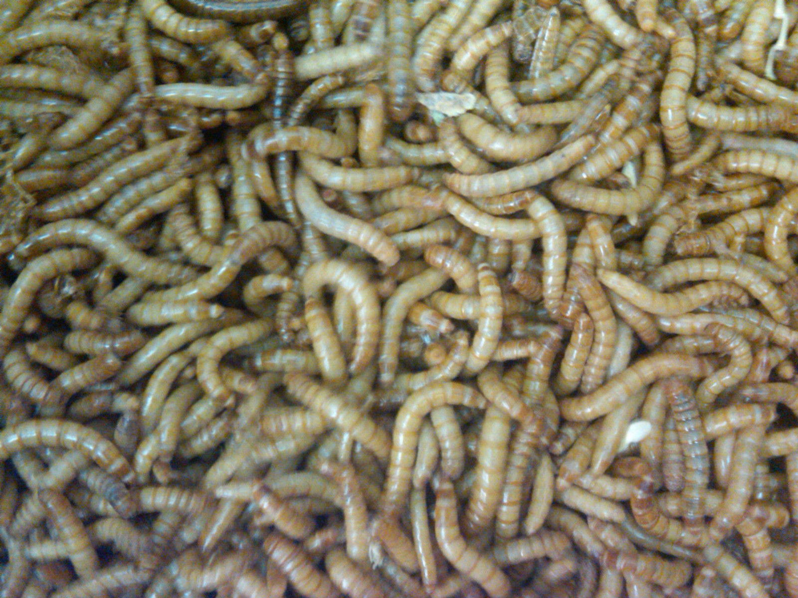 500 – Live Mealworms – Reptile Food