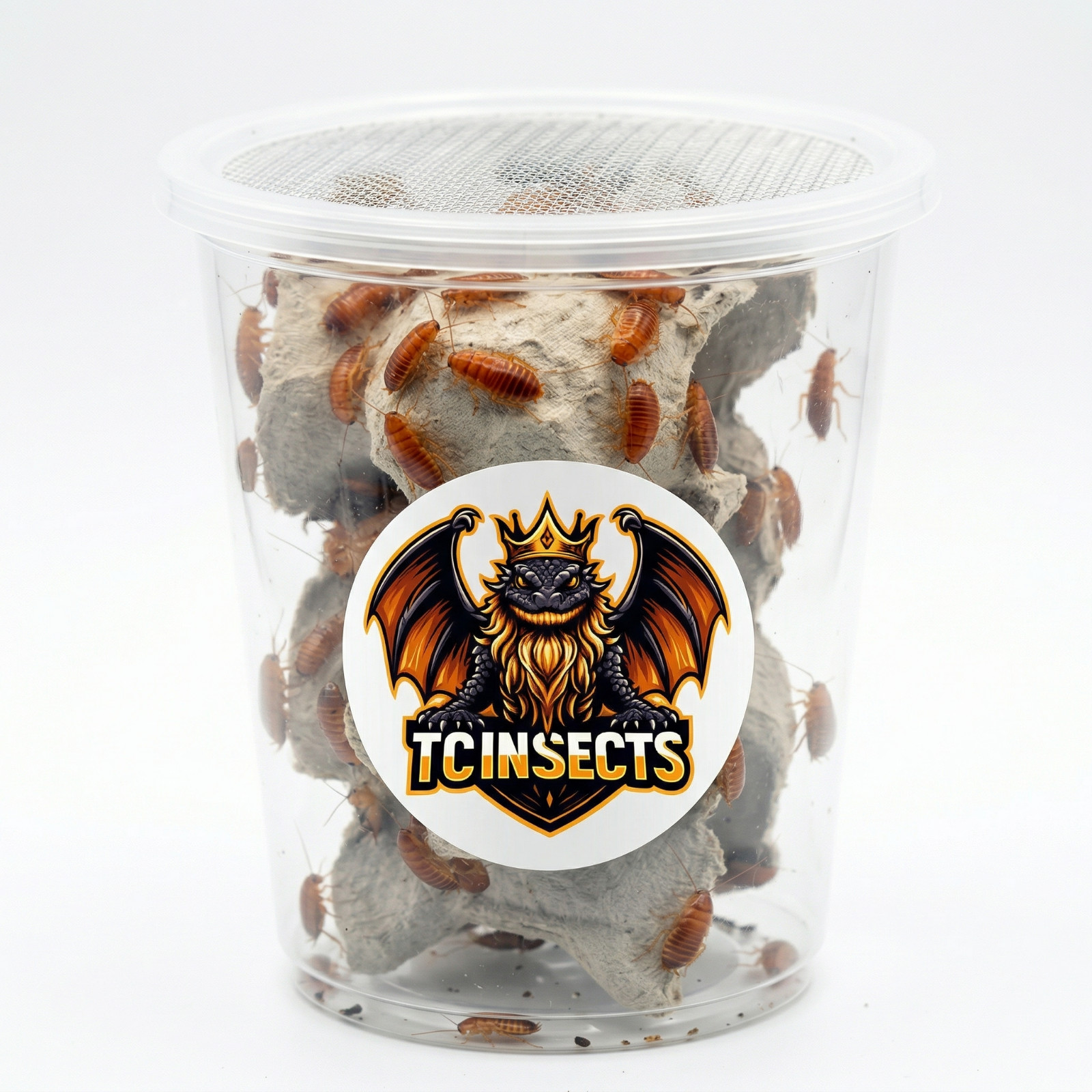 TC INSECTS Live Red Runner Roaches Feeder Insects for Reptiles Amphibians & More