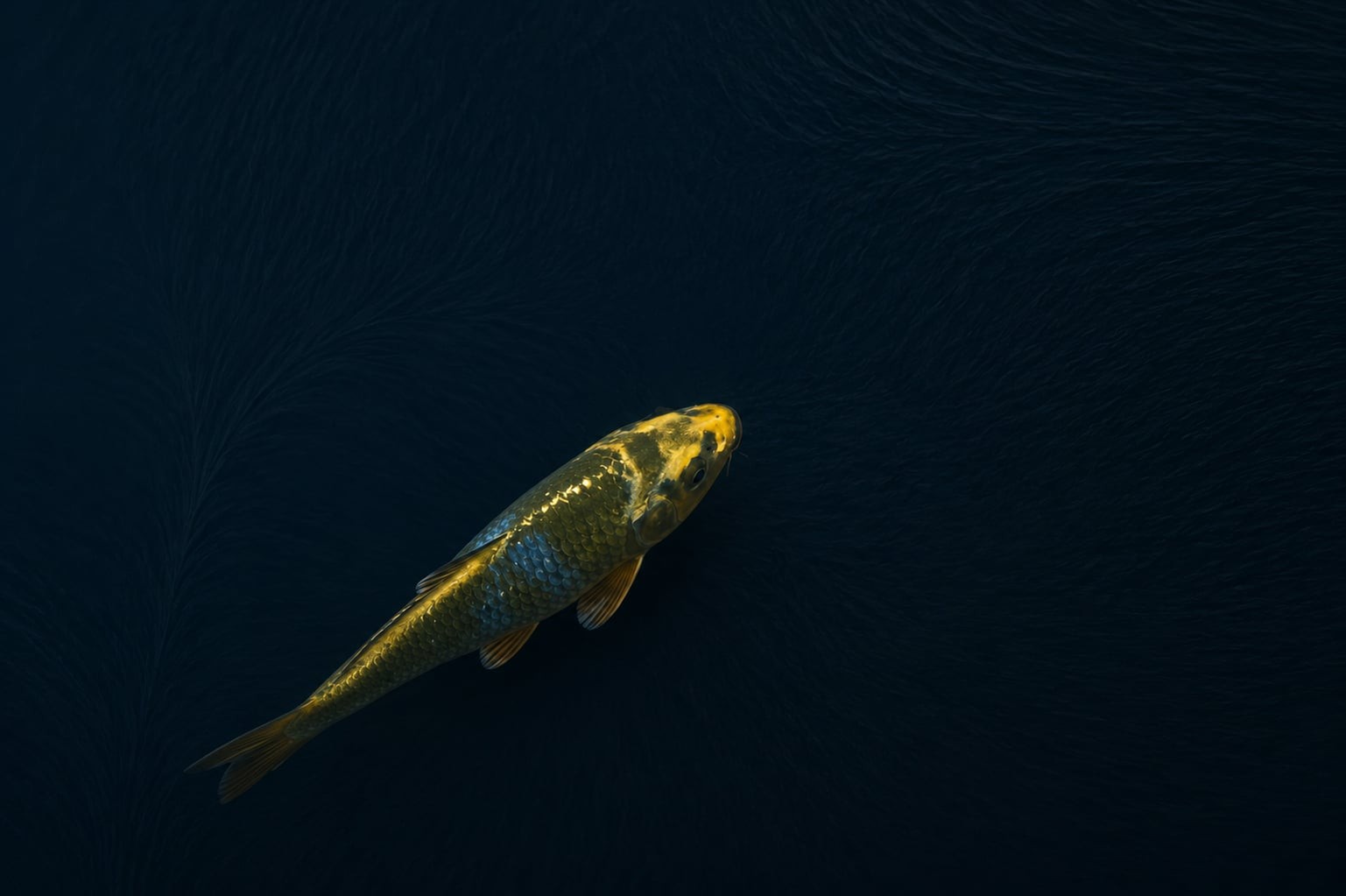 Kawarimono – Maruhiro – 6″ Japanese Import Live Koi Fish