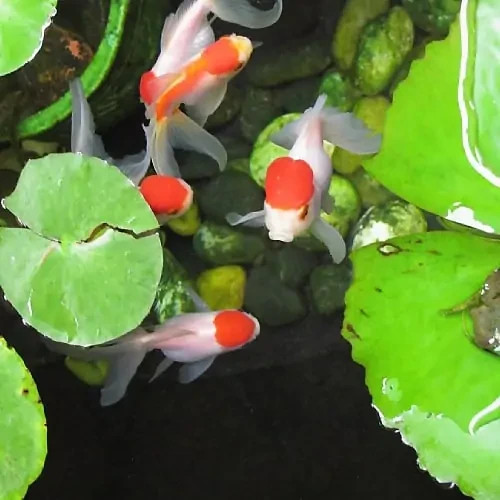 Goldfish & Pond Flakes, FREE Pellets & Wafers Included.