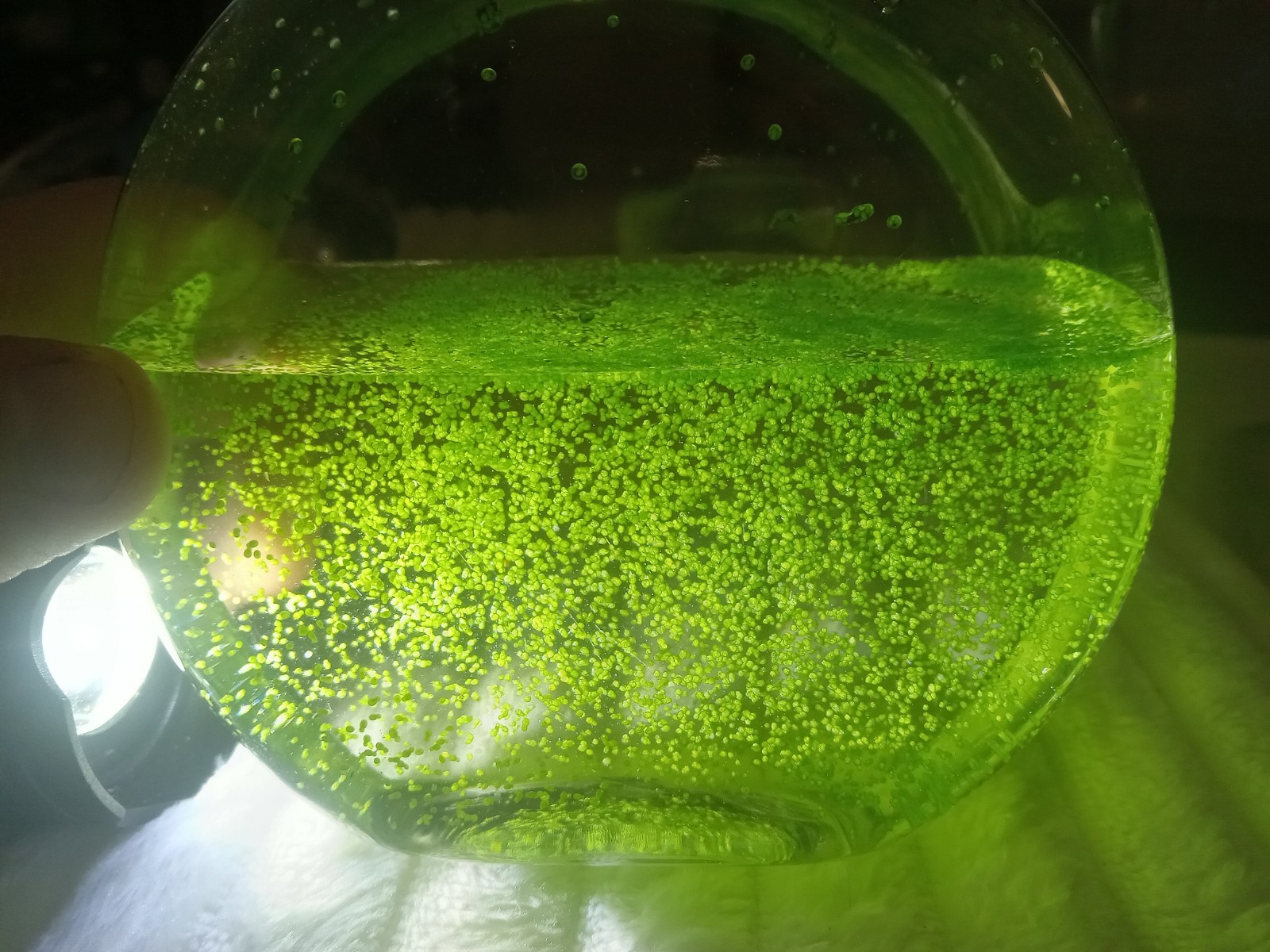Wolffia Globosa, Worlds smallest flowering Floating plant, Micro Aquarium. Easy