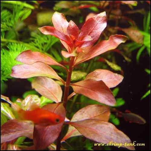 50 red ludwigia live aquarium plants aquascaping planted tank pond easy beginner