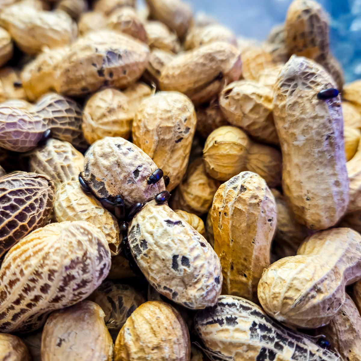 ✨Peanut Beetle Culture 🥜 Starter colony of live food for fish, frogs, geckos, +