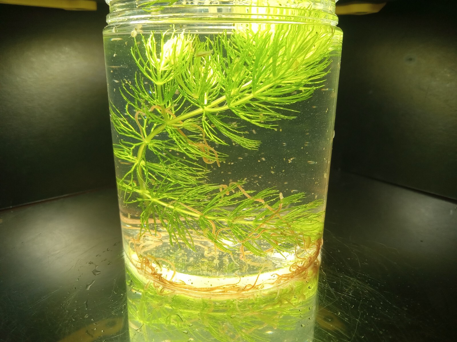SALE! Freshwater GOLD! Instant Nitrogen Cycle! Daphnia+ Scuds+ blackworm+Plants!
