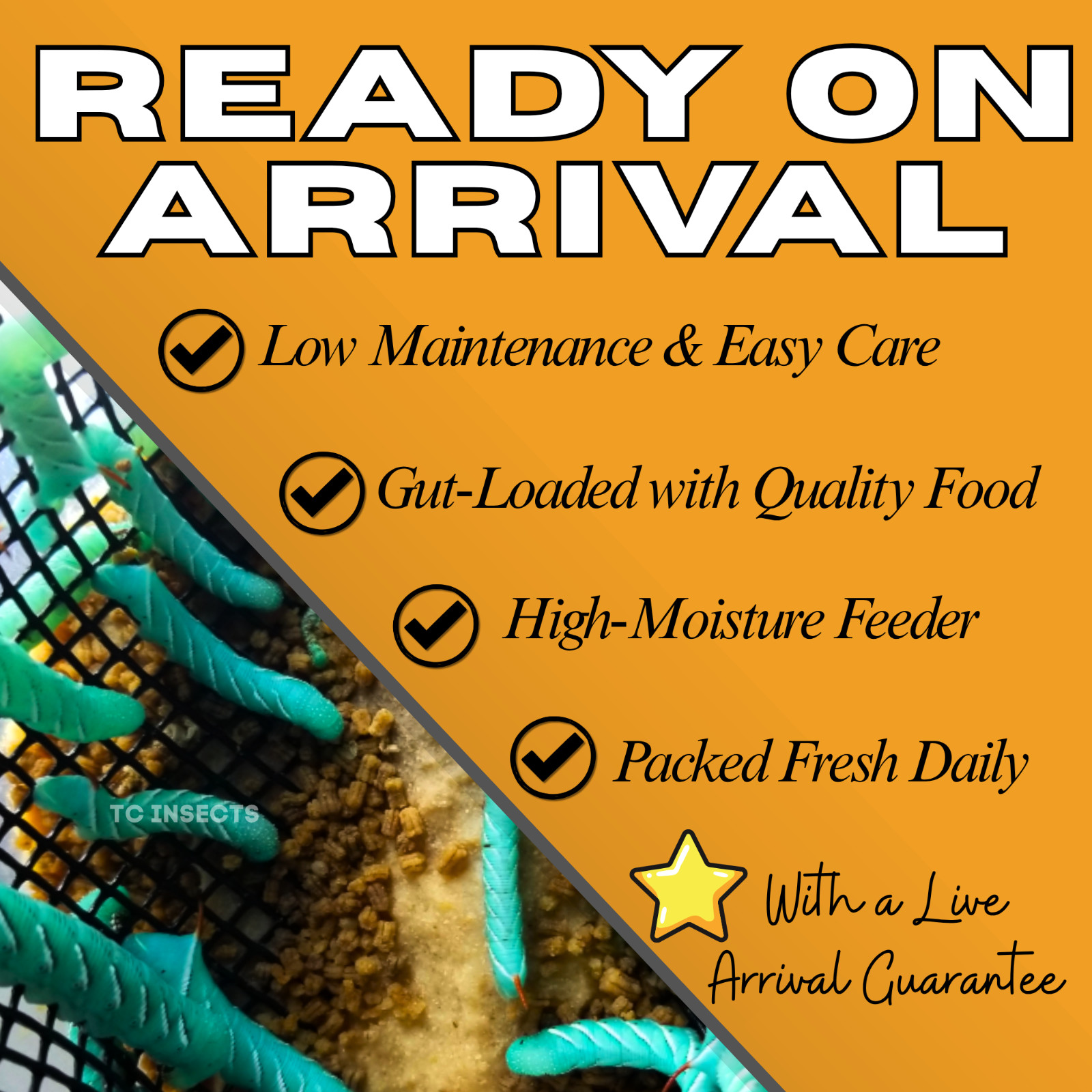 Live Hornworms | ½–1 Inch Size | Feeder Insects | FAST FREE SHIPPING