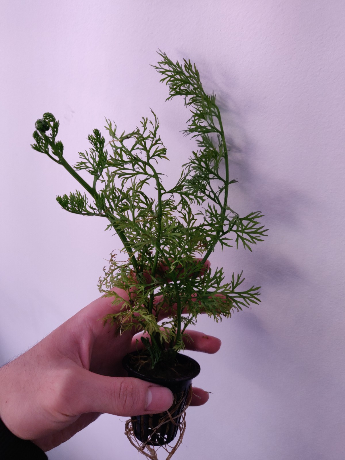 Water Sprite Potted Easy Live Aquarium Plant
