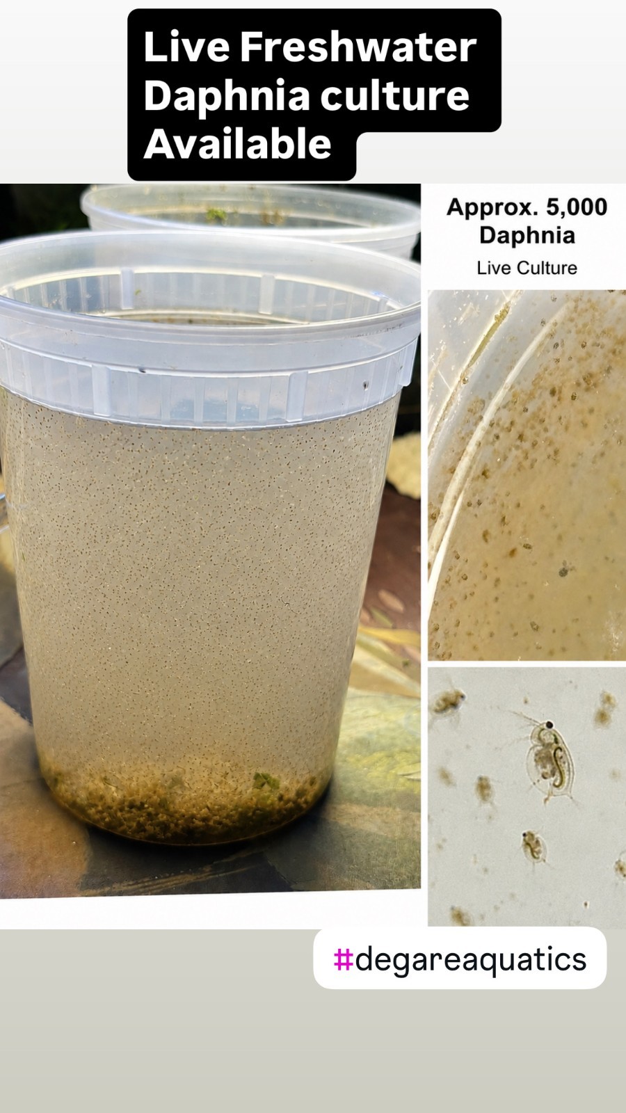 Live Daphnia Culture 5000+ BUY 2 GET 1 FREE (Best Ebay price)