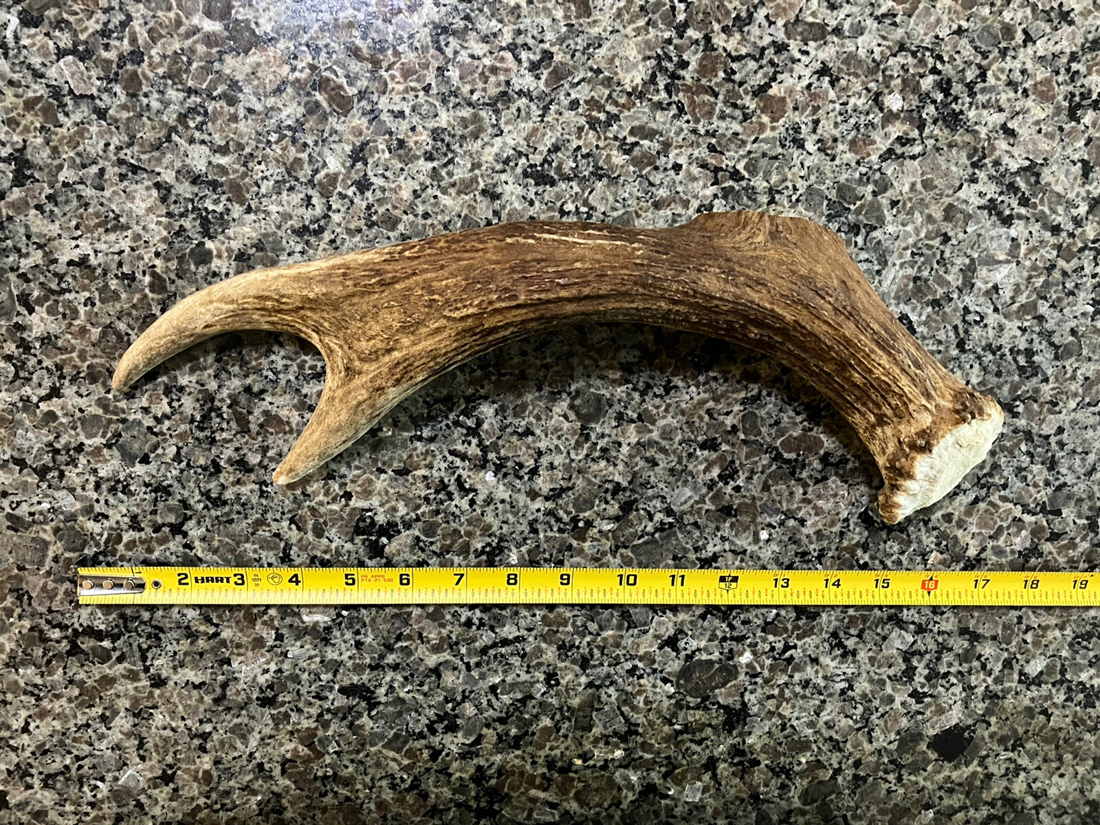 2 Pounds of Maine Moose Antler Dog Chews! XL / Large / Medium Dogs!