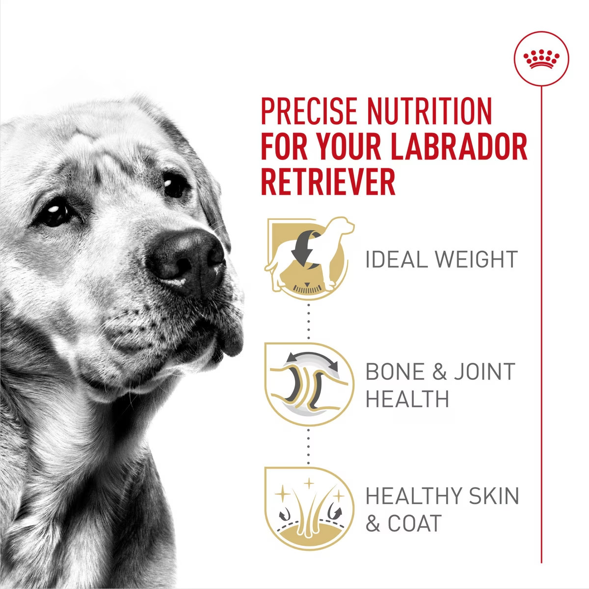 Royal Canin Breed Health Nutrition Labrador Retriever Adult Dry Dog Food 30 Lb