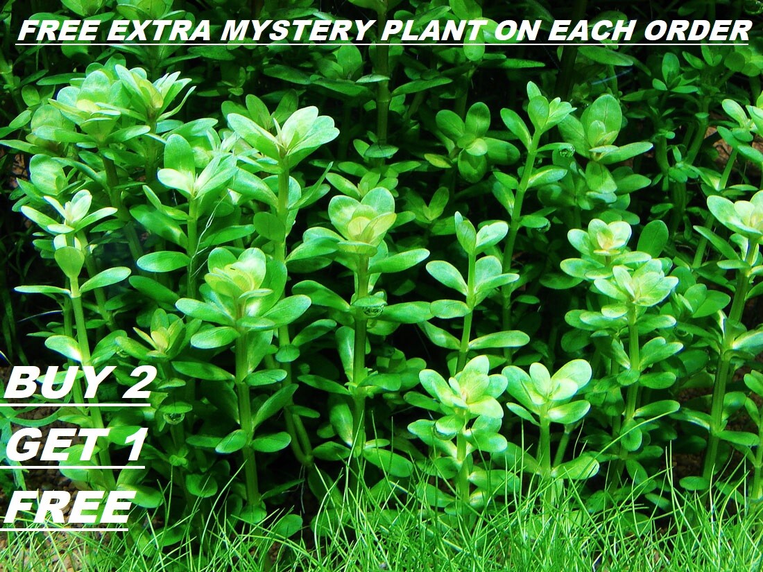 B2G1 Rotala Indica Stems Bunch Easy Live Aquarium Plant planted tank Beginner
