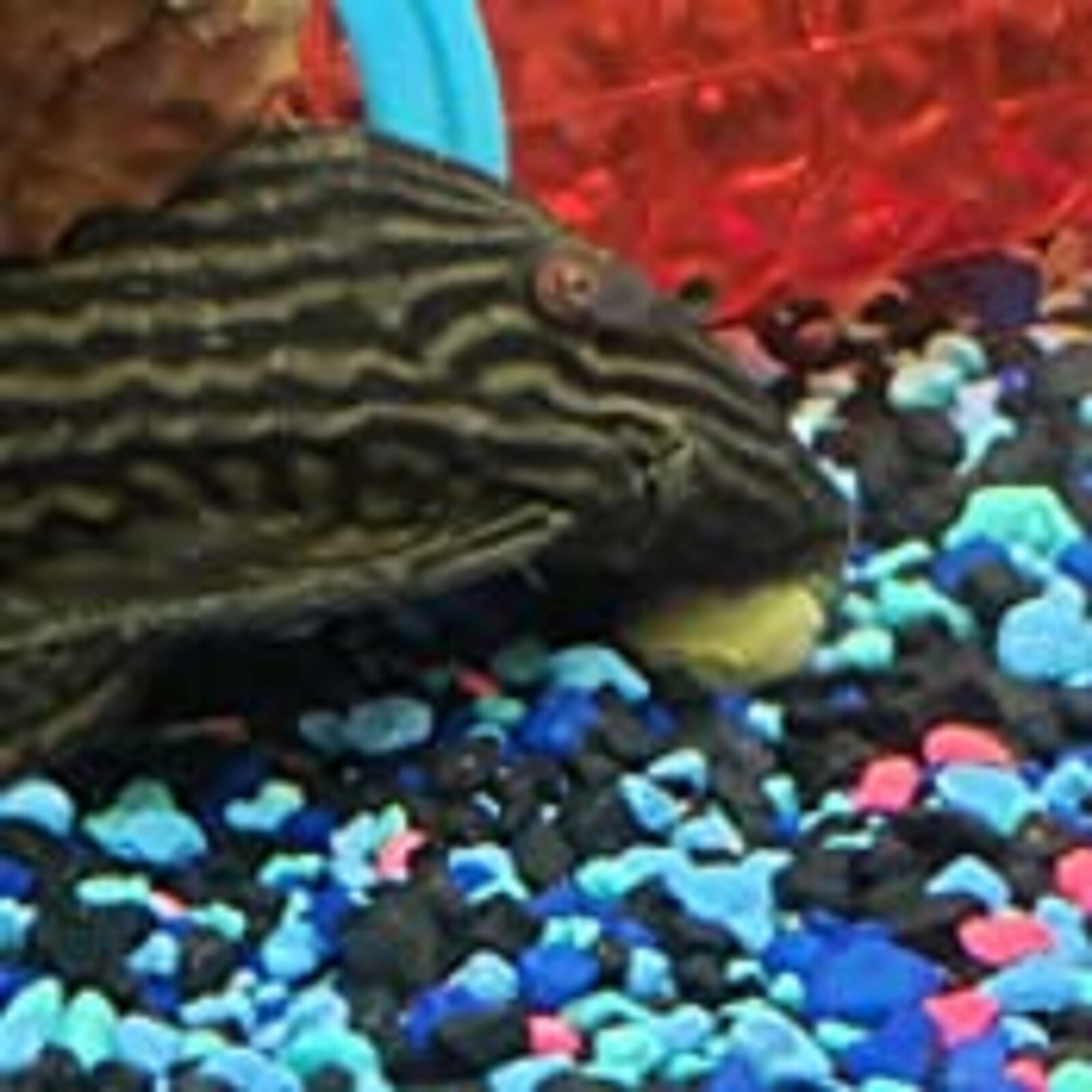 2-lb Small Sinking Wafers of Spirulina, Algae, for Shrimp, Plecos, Catfish AFI