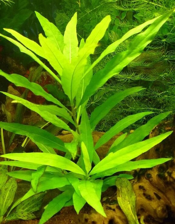 Hygrophila Corymbosa Bunch Buy2Get1 free Easy Live Aquarium Plants Beginner tank