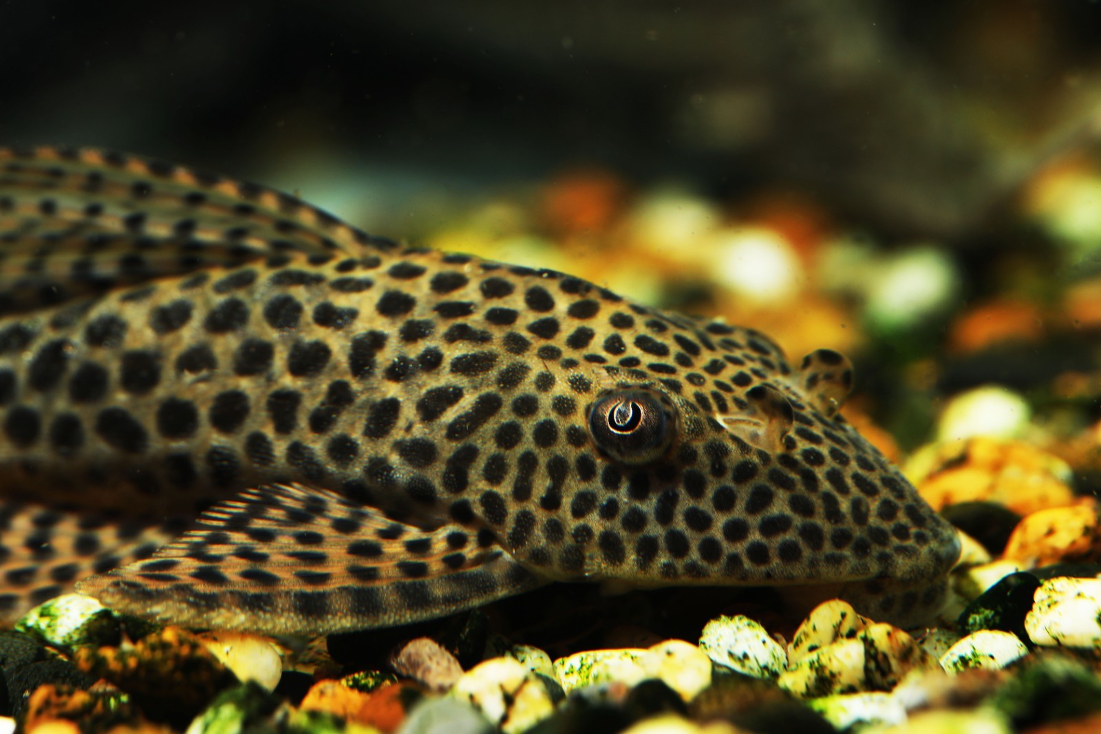 ABF Mini Cory Catfish Food Color & Grow Mix Bottom Feeders Loaches ABF433