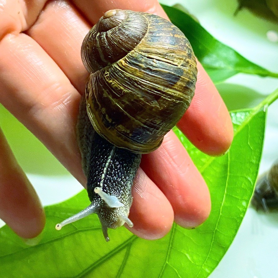 Live Land Brown Garden Snails Pet Cornu aspersum XLarge Maxima
