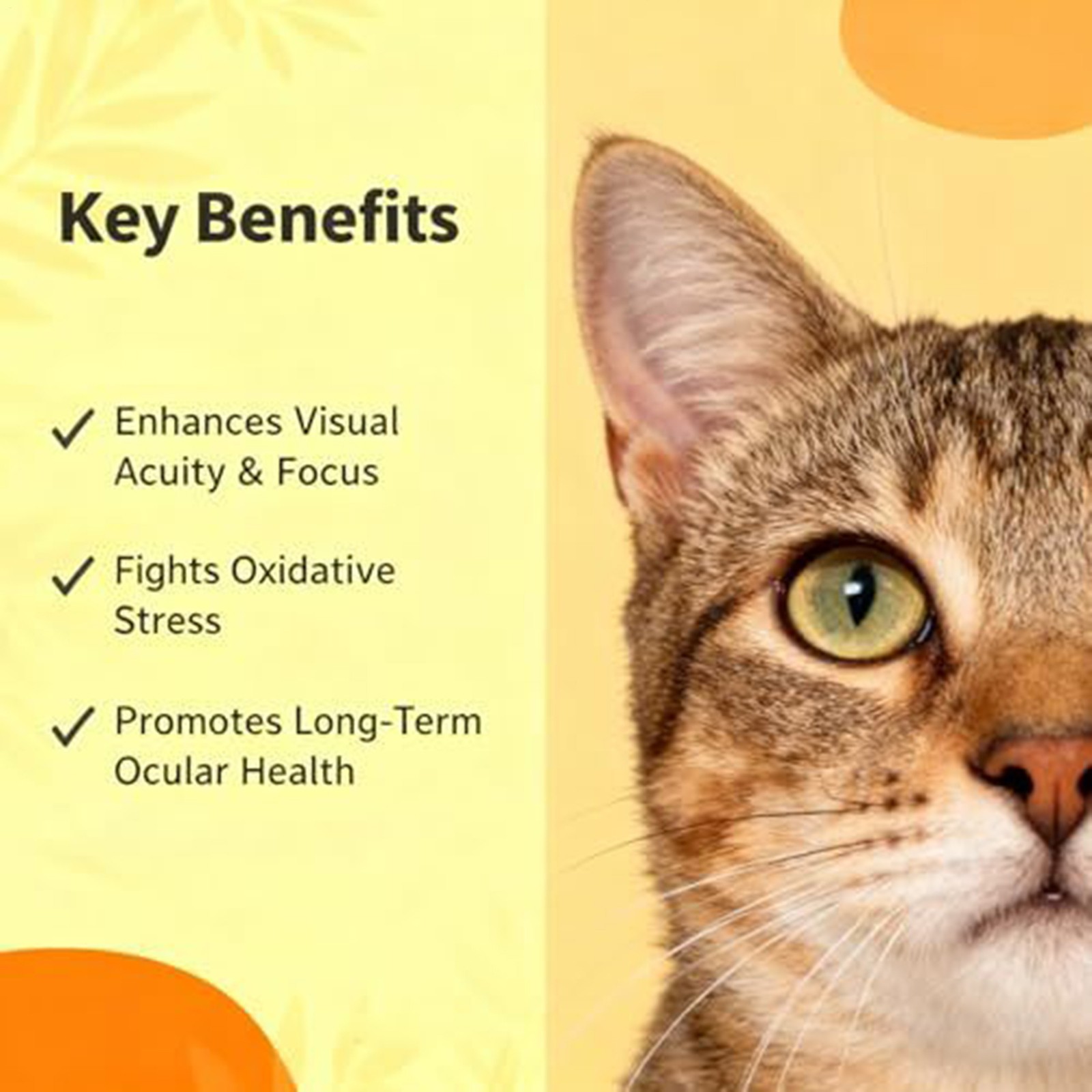 30ml Advanced Vision Formula For Dogs With Lutein & Zeaxanthin & Astaxanthin